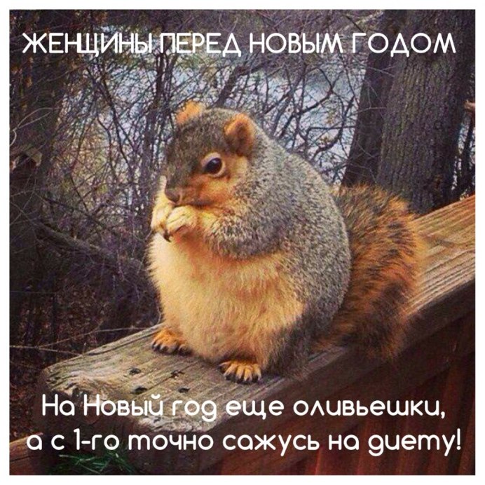 Толстая белка