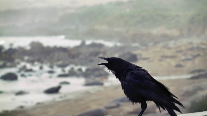 Черный ворон Corvus Corax