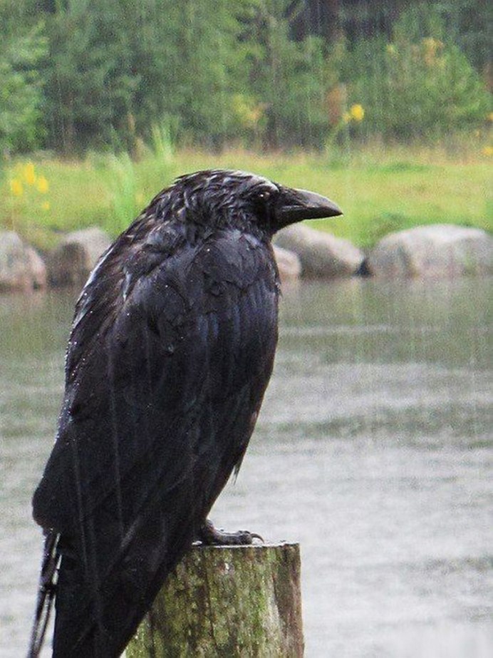 Нападающий ворон