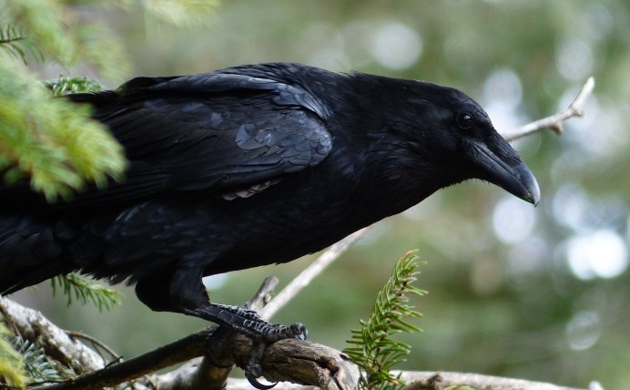 Корвус ворон стилистика