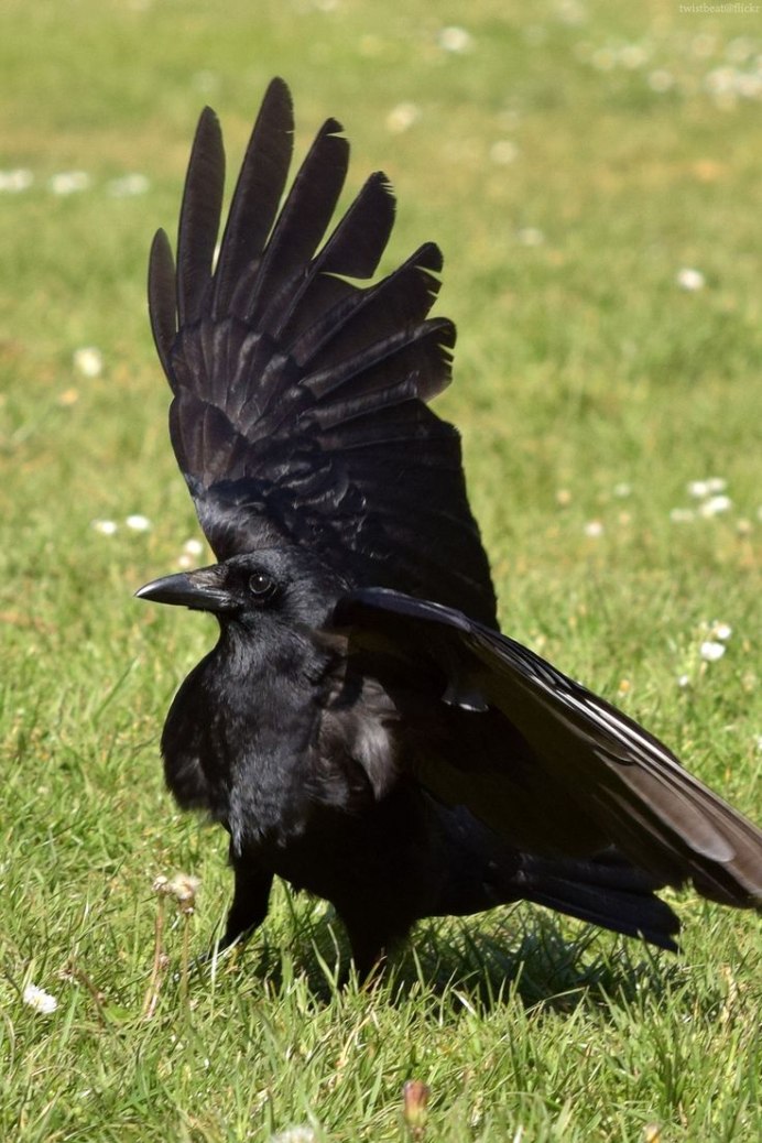 Crows feet Human