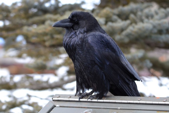 Корвус Коракс ворон