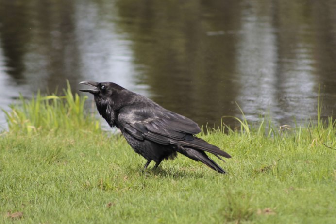 Corvus и Raven