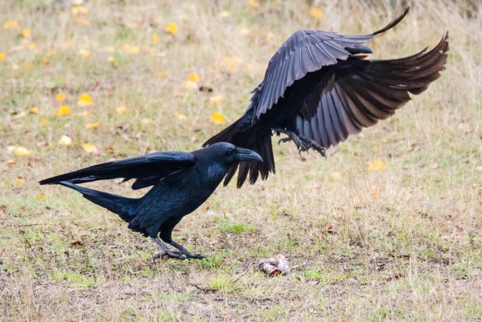 Вороны Corvus fuscicapillus