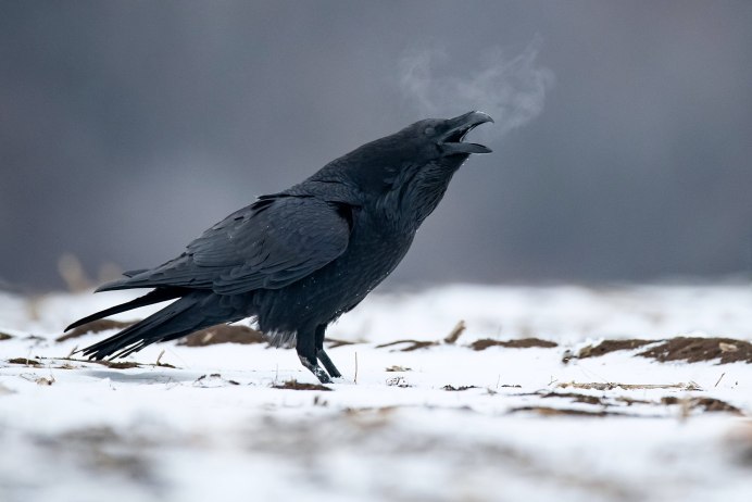 Гуамский ворон