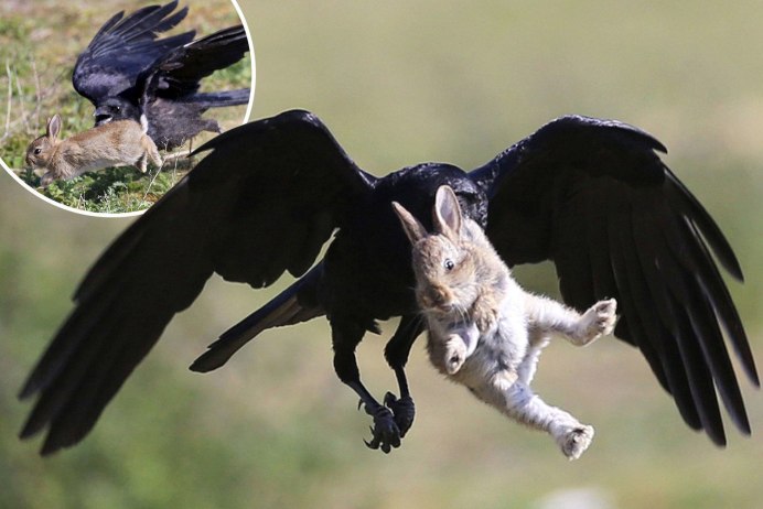 Raven/ворон боевик