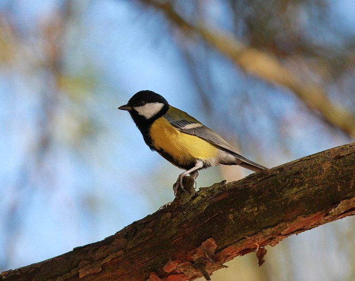Синица Московка (Parus ater)