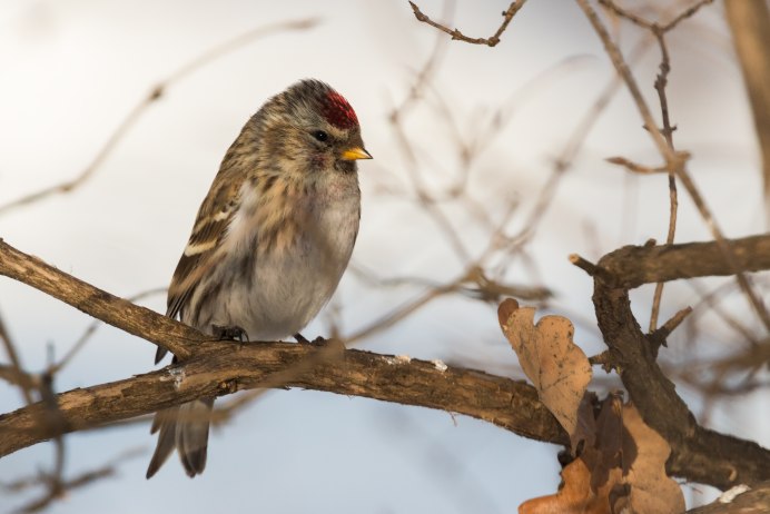 Чечетка обыкновенная самка
