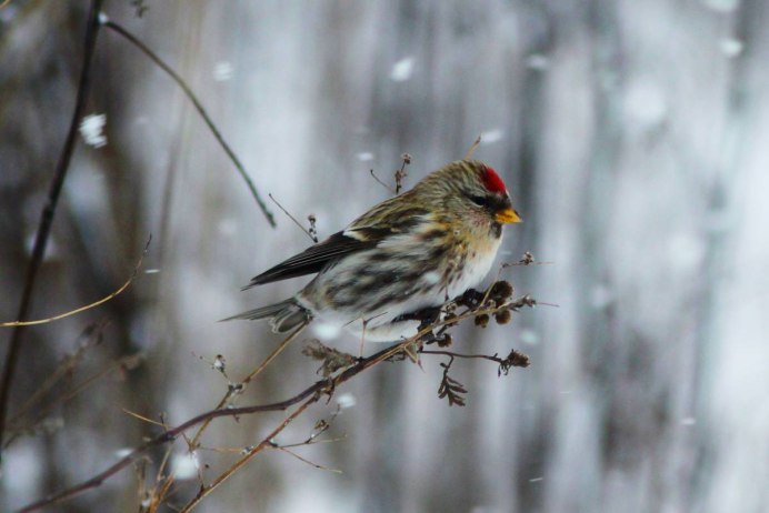 Озябшая чечетка