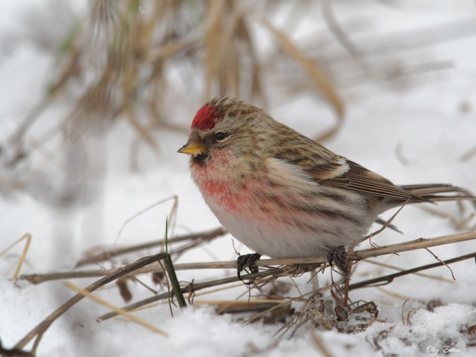 Стая чечеток птица фото