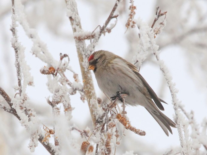 Чечётка птица самка