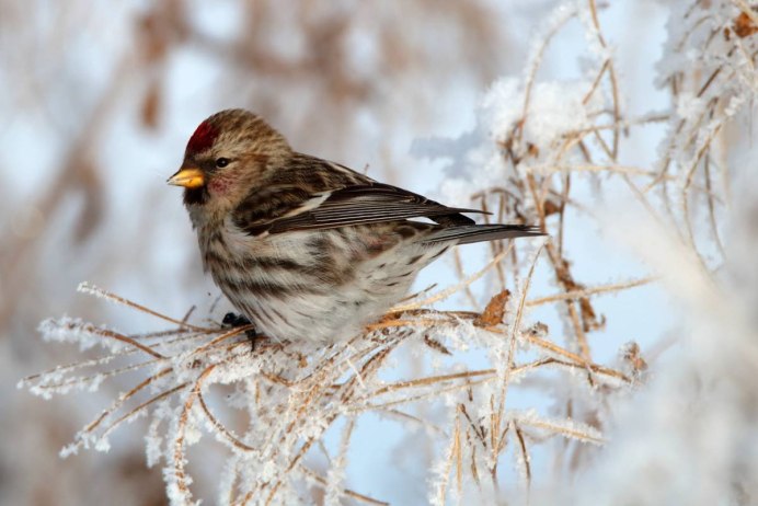 Чечётка птица пение