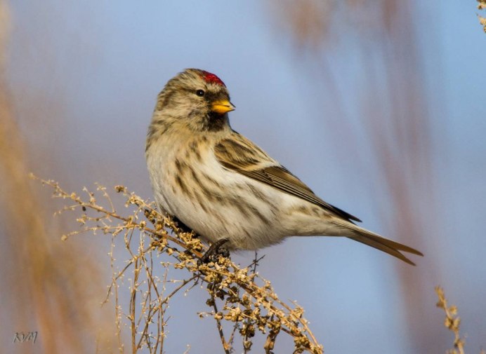 Чечетка обыкновенная самка