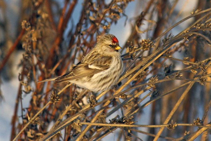 Чечетка птица фото Ленинградская область