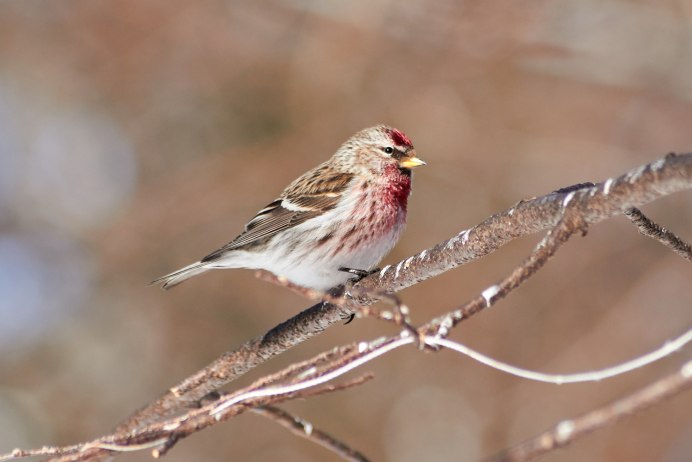 Чечетка обыкновенная самка