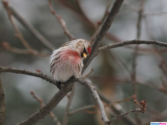Чечётка птица самец
