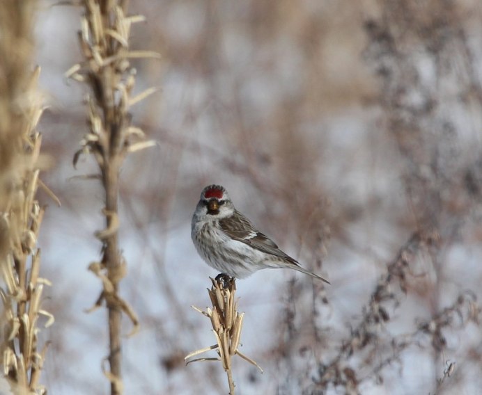 Певчие птицы России чечетка