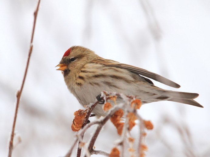 Птица Горная чечетка самец