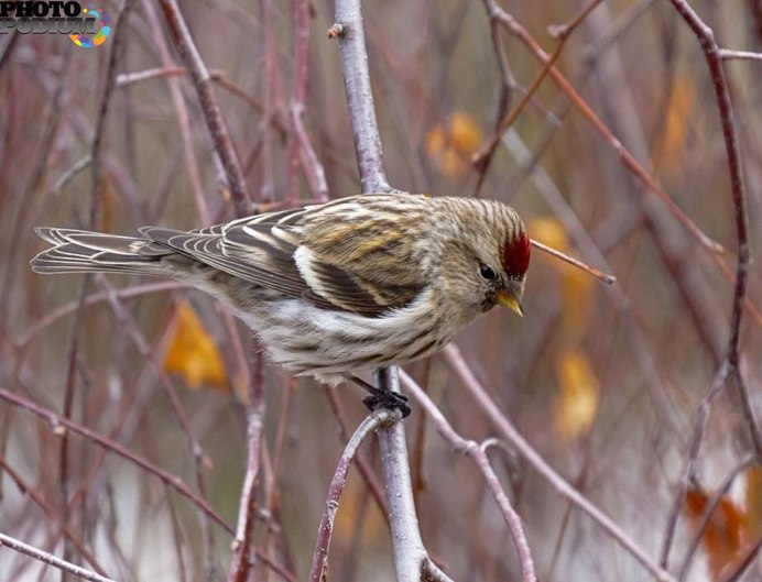 Обыкновенная чечетка в Пинежском заповеднике