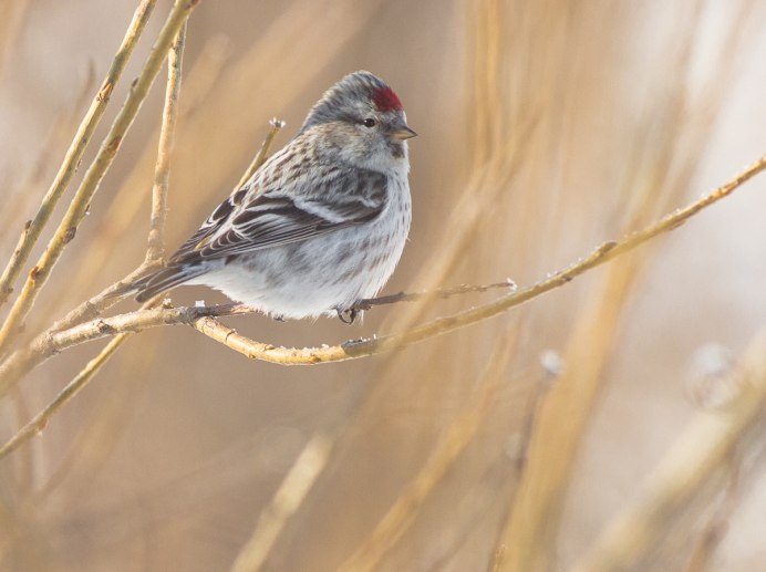 Северная обыкновенная чечетка