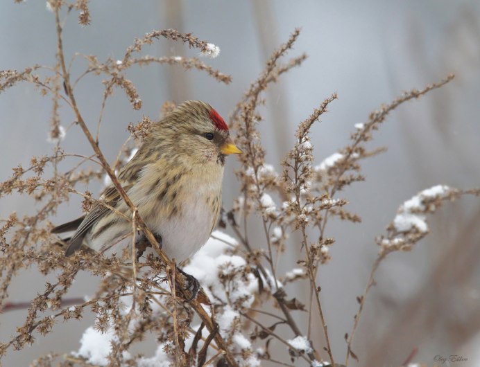 Чечетка обыкновенная самка