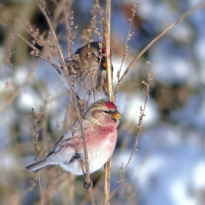 Чечётка птица фото