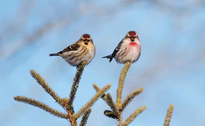 Чечётка птица самка