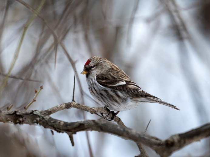 Щур, чечетка