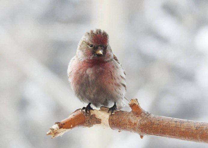 Чечётка птица в Подмосковье