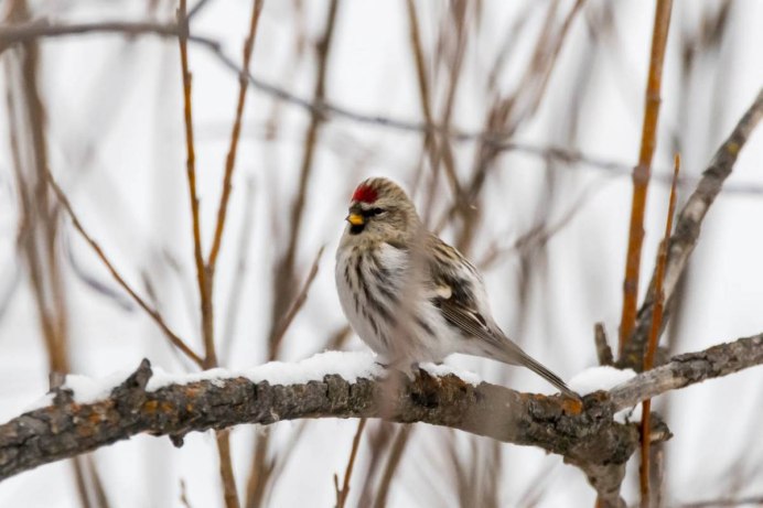 Чечетка обыкновенная самка