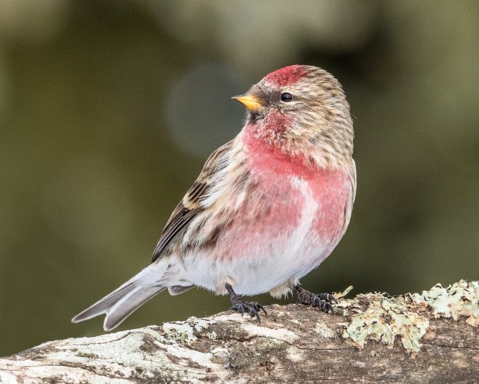 Чечетка обыкновенная самка