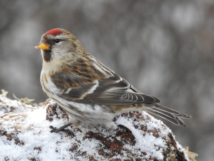 Птицы крайнего севера чечетка