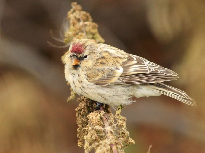 Чечётка птица описание зимой самка и самец