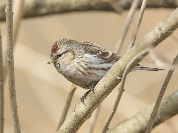 Чечетка самка