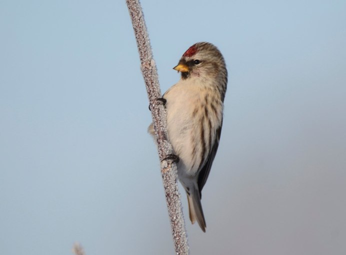 Зимующие птицы Сибири фото чечетка