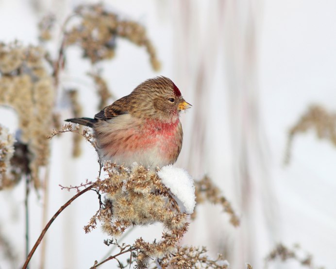 Птицы в Москве зимой