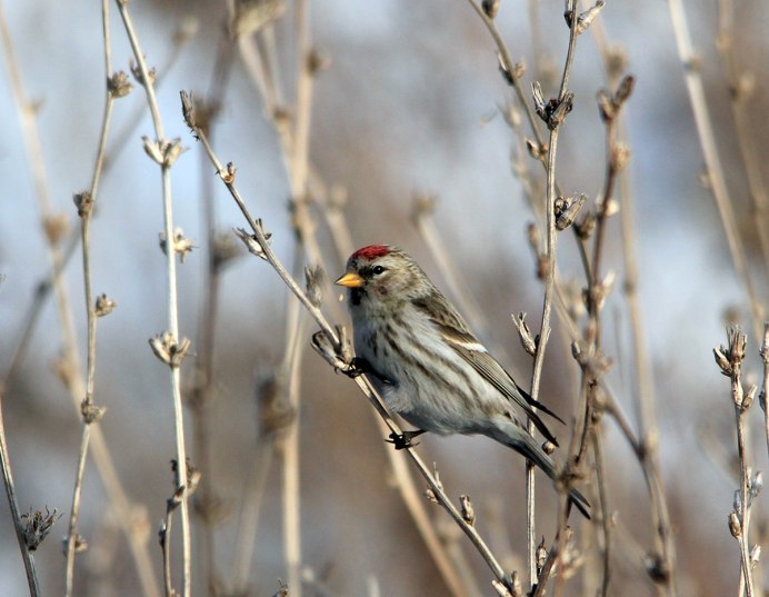 Чечётка птица купить в Москве