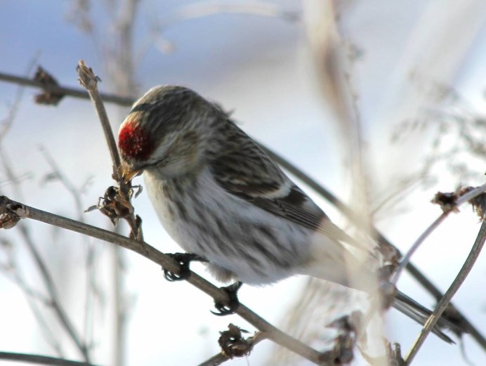 Певчие птицы - чечетка
