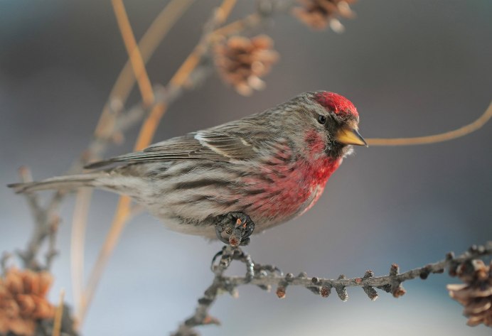 Птица чечетка как поет