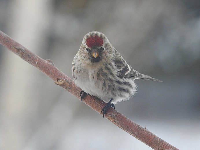 Птичка чечетка самец
