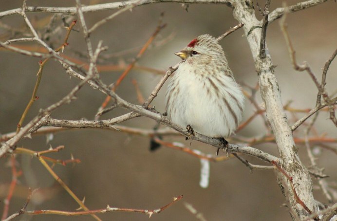 Чечётка птица гнездо