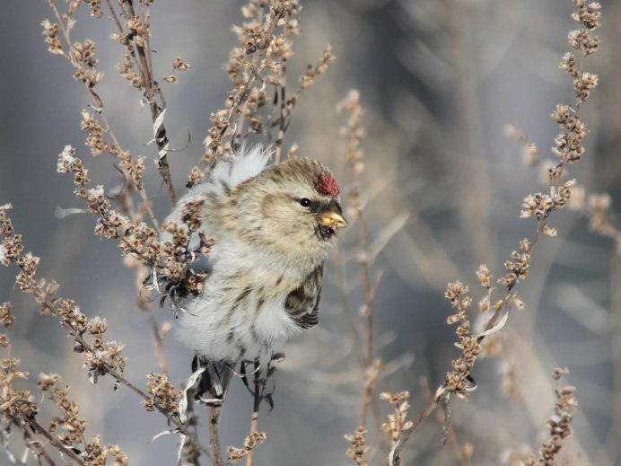Чечётка птица фото зимой чем питается