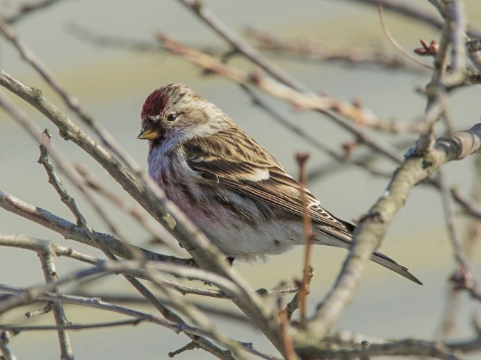 Чечётка птица самка