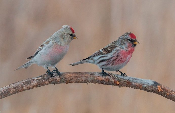 Чечетка и Воробей
