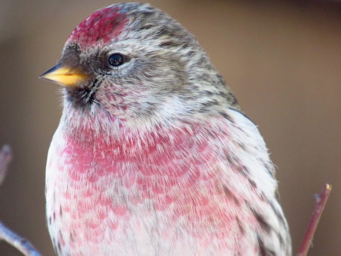 Чечетка урагус