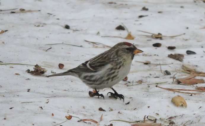 Чечетка птица Курганская область