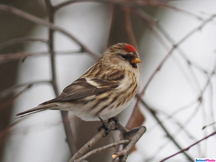 Чечётка птица самец