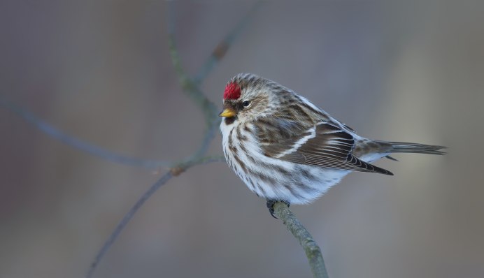 Обыкновенная чечетка