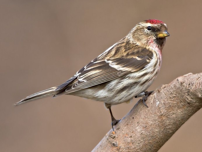 Чечетка самец и самка фото