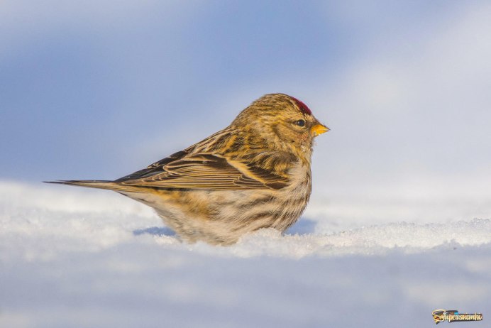 Чечётка птица самец